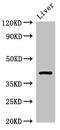 TDP-Glucose 4,6-Dehydratase antibody, CSB-PA023444LA01HU, Cusabio, Western Blot image 