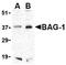 HAP antibody, AP05585PU-N, Origene, Western Blot image 