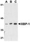 X-Box Binding Protein 1 antibody, ADI-905-739-100, Enzo Life Sciences, Western Blot image 