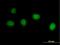 Integrator Complex Subunit 7 antibody, H00025896-B01P, Novus Biologicals, Immunofluorescence image 