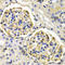 Kallikrein B1 antibody, LS-C333980, Lifespan Biosciences, Immunohistochemistry paraffin image 