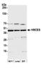 5-Hydroxymethylcytosine Binding, ES Cell Specific antibody, A305-681A-M, Bethyl Labs, Western Blot image 