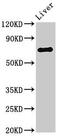 Proline Dehydrogenase 1 antibody, CSB-PA018744LA01HU, Cusabio, Western Blot image 