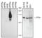 Protein Tyrosine Phosphatase Receptor Type S antibody, AF3430, R&D Systems, Western Blot image 