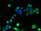 HLA-B protein antibody, orb239538, Biorbyt, Immunofluorescence image 