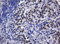 Zinc Finger And SCAN Domain Containing 18 antibody, LS-C174292, Lifespan Biosciences, Immunohistochemistry paraffin image 