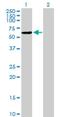 Nucleosome Assembly Protein 1 Like 2 antibody, H00004674-B01P, Novus Biologicals, Western Blot image 