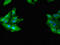GRB2 Associated Binding Protein 2 antibody, CSB-PA892175LA01HU, Cusabio, Immunofluorescence image 