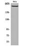 Zinc Finger DHHC-Type Containing 15 antibody, orb160760, Biorbyt, Western Blot image 