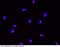 Abhydrolase Domain Containing 14B antibody, 13913-R002, Sino Biological, Immunohistochemistry frozen image 