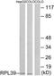 Ribosomal Protein L39 antibody, TA314471, Origene, Western Blot image 