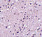 Tachykinin Receptor 3 antibody, 4255, ProSci, Immunohistochemistry frozen image 