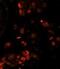 Lin-28 Homolog A antibody, abx025177, Abbexa, Immunofluorescence image 