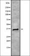 Ring Finger Protein 41 antibody, orb338282, Biorbyt, Western Blot image 