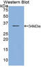 Caspase Recruitment Domain Family Member 9 antibody, LS-C293224, Lifespan Biosciences, Western Blot image 