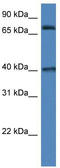 Myeloperoxidase antibody, TA343091, Origene, Western Blot image 