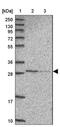 Abhydrolase Domain Containing 11 antibody, NBP2-33574, Novus Biologicals, Western Blot image 