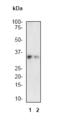 Caspase 3 antibody, TA300366, Origene, Western Blot image 