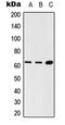 SH2B adapter protein 3 antibody, LS-C353804, Lifespan Biosciences, Western Blot image 