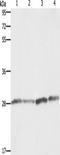 B Cell Receptor Associated Protein 31 antibody, TA349702, Origene, Western Blot image 