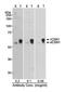 G Protein Pathway Suppressor 1 antibody, A300-026A, Bethyl Labs, Western Blot image 