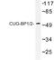 CUGBP Elav-Like Family Member 1 antibody, LS-C176941, Lifespan Biosciences, Western Blot image 
