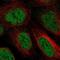 Zinc Finger And BTB Domain Containing 10 antibody, NBP2-55350, Novus Biologicals, Immunofluorescence image 