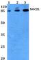 NOC2 Like Nucleolar Associated Transcriptional Repressor antibody, PA5-75404, Invitrogen Antibodies, Western Blot image 