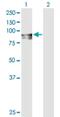 FYVE, RhoGEF and PH domain-containing protein 3 antibody, H00089846-D01P, Novus Biologicals, Western Blot image 