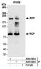 RAB11 Family Interacting Protein 1 antibody, A304-596A, Bethyl Labs, Immunoprecipitation image 