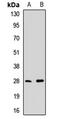Phosducin antibody, LS-C668874, Lifespan Biosciences, Western Blot image 