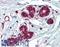 Insulin Degrading Enzyme antibody, LS-B3954, Lifespan Biosciences, Immunohistochemistry paraffin image 