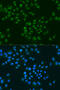 Cold-inducible RNA-binding protein antibody, 19-999, ProSci, Immunofluorescence image 