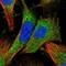 Zinc Finger Protein 268 antibody, NBP2-13562, Novus Biologicals, Immunofluorescence image 