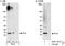 SUB1 Regulator Of Transcription antibody, A301-161A, Bethyl Labs, Immunoprecipitation image 