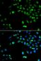 Homeobox protein Hox-A1 antibody, LS-C334974, Lifespan Biosciences, Immunofluorescence image 