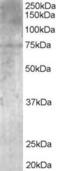 Cytochrome P450 Family 7 Subfamily B Member 1 antibody, orb18853, Biorbyt, Western Blot image 