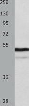 Nucleosome Assembly Protein 1 Like 1 antibody, TA322733, Origene, Western Blot image 