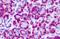 Metabotropic glutamate receptor 4 antibody, orb85742, Biorbyt, Immunohistochemistry paraffin image 