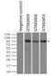 TYRO3 Protein Tyrosine Kinase antibody, GTX83453, GeneTex, Immunoprecipitation image 