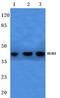 BUB3 Mitotic Checkpoint Protein antibody, A03118, Boster Biological Technology, Western Blot image 