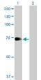 Zinc Finger Protein 23 antibody, H00007571-B02P, Novus Biologicals, Western Blot image 
