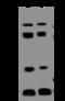 AIF1 antibody, 14227-T62, Sino Biological, Western Blot image 