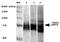 Heat Shock Protein Family A (Hsp70) Member 5 antibody, orb181926, Biorbyt, Western Blot image 