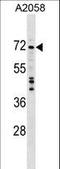 DEAD-Box Helicase 56 antibody, LS-C159449, Lifespan Biosciences, Western Blot image 