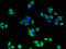 Ribosomal Protein L28 antibody, LS-C285603, Lifespan Biosciences, Immunofluorescence image 