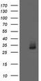 Aquaporin 1 (Colton Blood Group) antibody, TA502357S, Origene, Western Blot image 