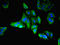 LIM Zinc Finger Domain Containing 3 antibody, LS-C395952, Lifespan Biosciences, Immunofluorescence image 