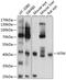 IGLON2 antibody, 23-771, ProSci, Western Blot image 
