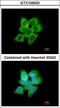 Aldo-keto reductase family 1 member C1 antibody, LS-B10819, Lifespan Biosciences, Immunocytochemistry image 